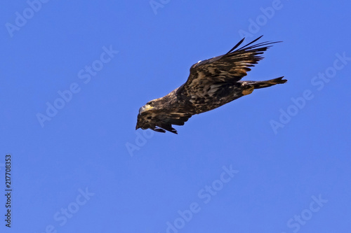 Bird juvenile bald eagle fast fly-by