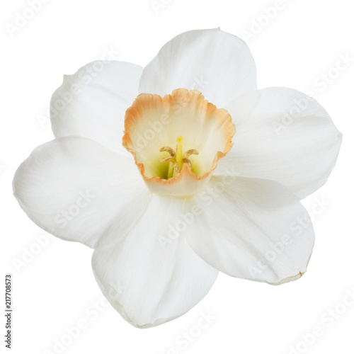 Narcissus flower isolated on white background.