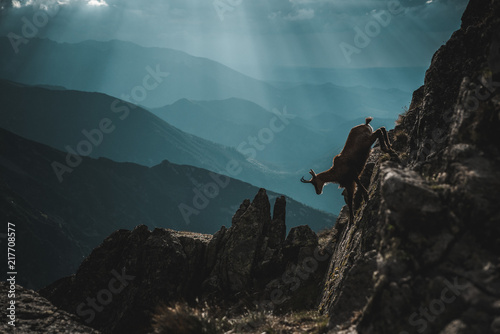 Chamois, Rupicapra rupicapra, dark blue sky and mountains in background