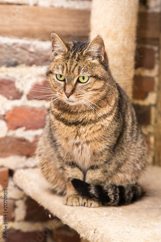 European domestic cat for adoption in a Belgian shelter © Eric