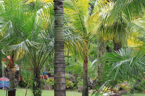 Tropical garden. The palms.