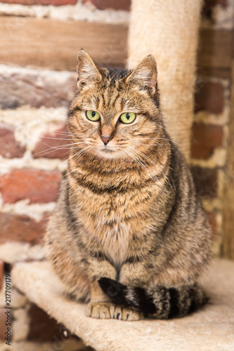 European domestic cat for adoption in a Belgian shelter © Eric