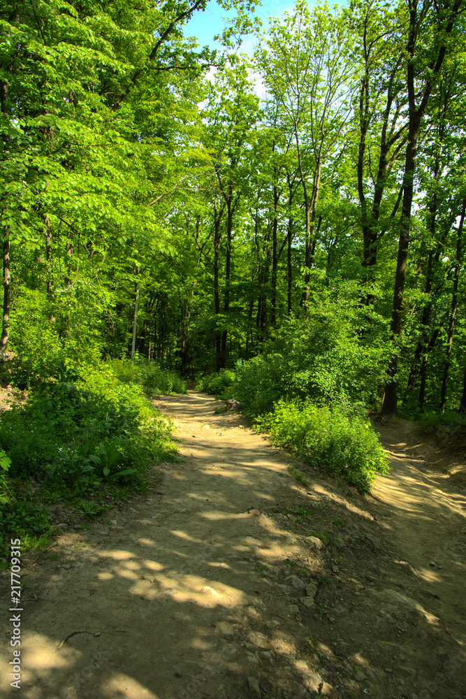 An empty gravel path in a dense green forest surrounded by tall trees against the background of the sun passing through them.