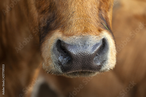 Hocico de vaca closeup