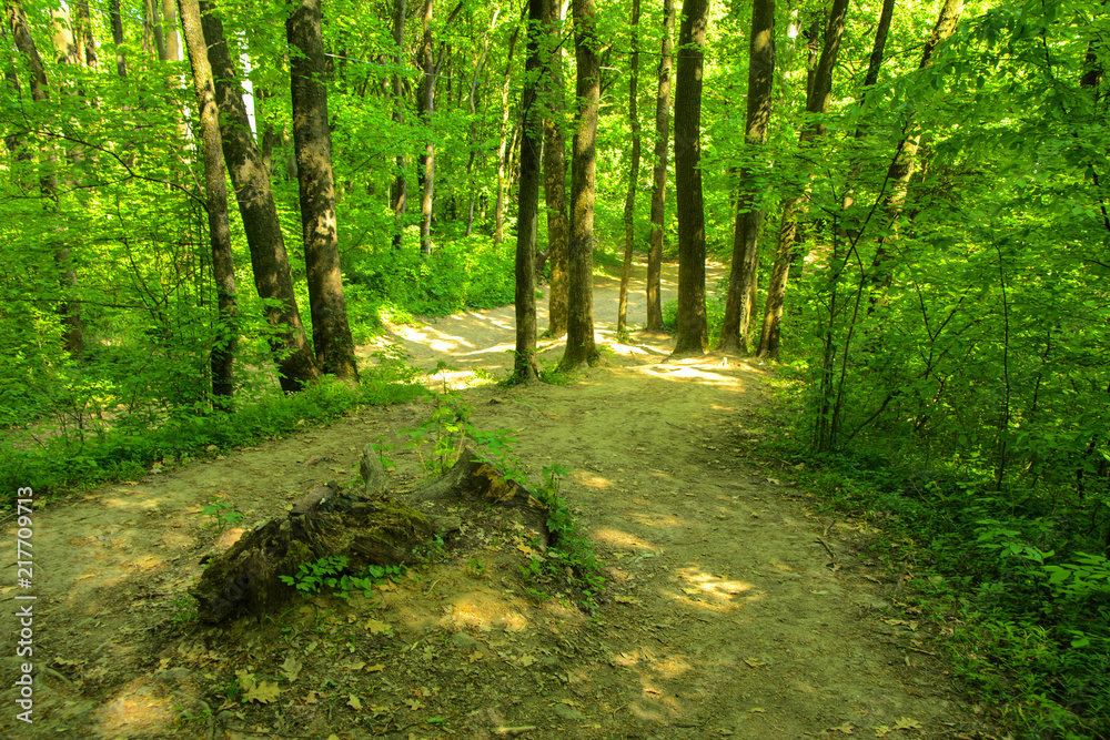 An empty gravel path in a dense green forest surrounded by tall trees against the background of the sun passing through them.