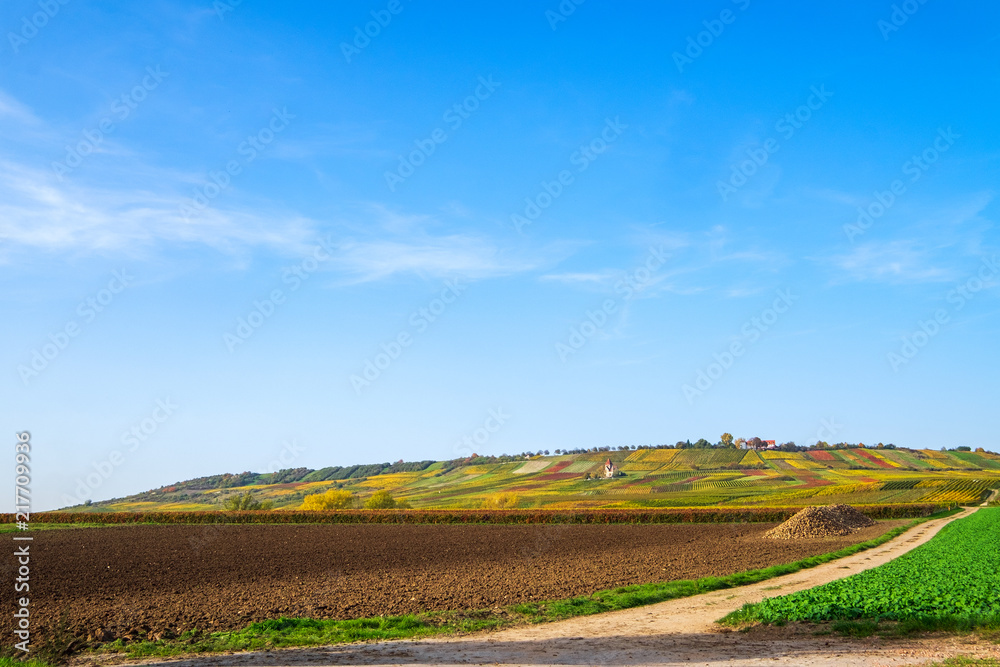 Rheinhessische Landschaft im Herbst