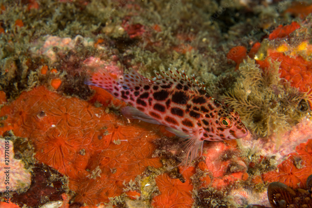 Hawkfish, Cirrhitichthys Oxycephalus. Hawkfish, Cirrhitichthys Oxycephalus.