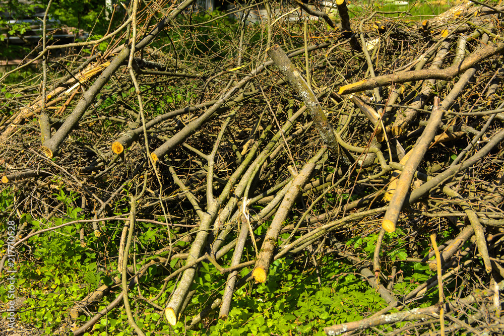 Pile of brushwood and round wood stacked on green grass against a background of green forest outdoors Firewood in the forest. Dry fallen trees. Dry branches are the cause of forest fires in the summer