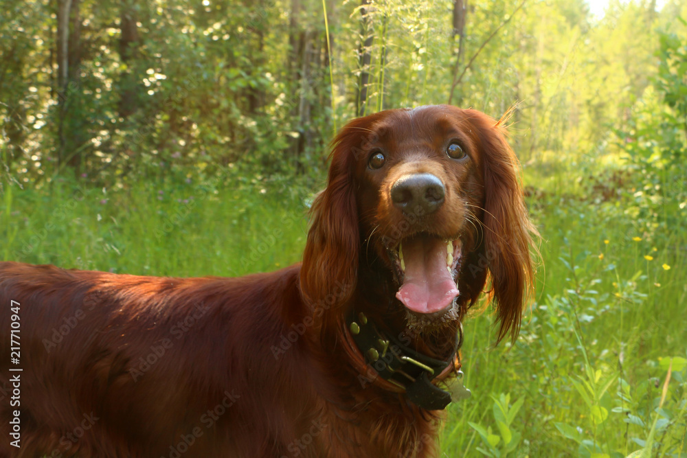 Irish setter smile