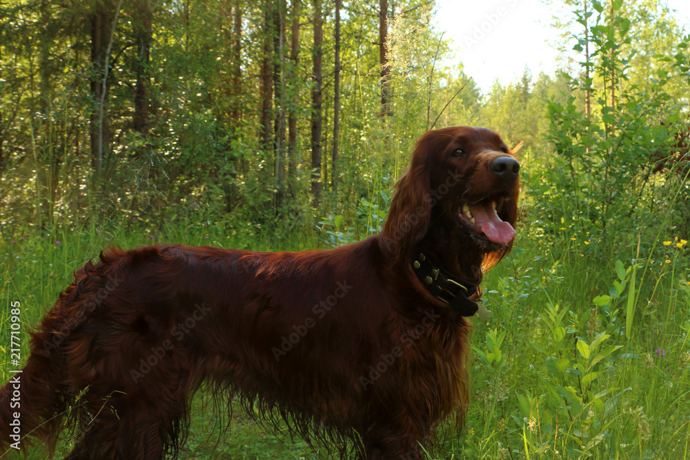 Irish setter Irish setter