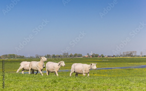 Sheep grazing on a dutch dike near Groningen  Netherlands