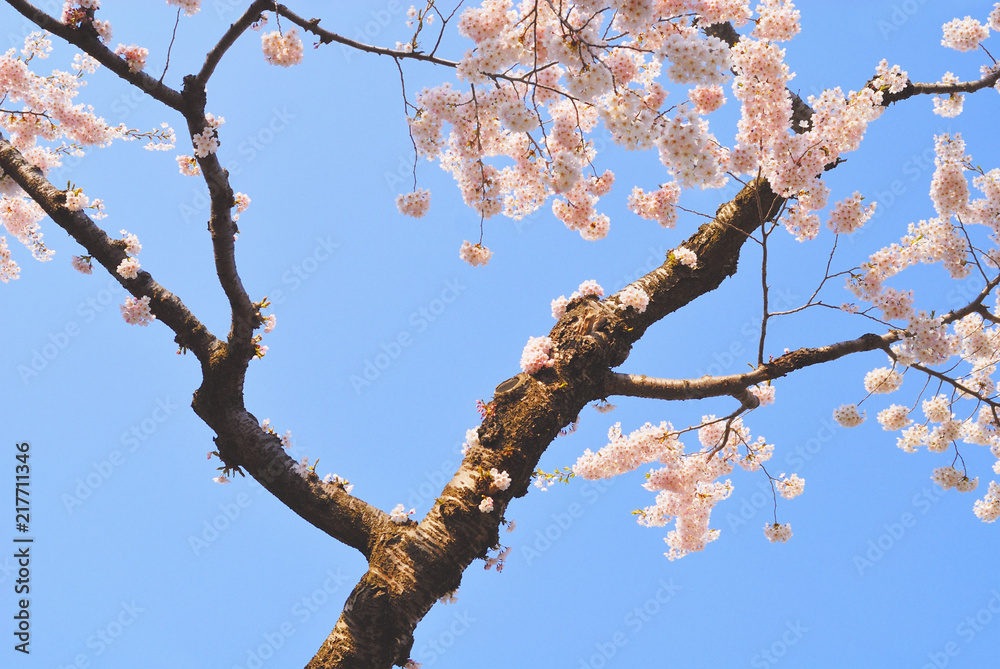 桜 春 素材 桜 春 素材
