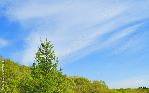 木 緑 空 雲 素材
