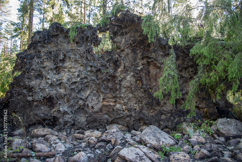 dangerus windthrow in a swedish forest august 2018 photo