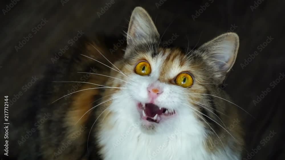 Close up of beauty cat snarling. Wild yellow eyes.