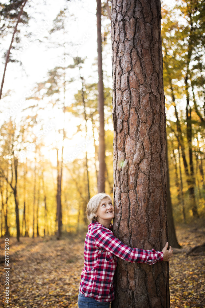Senior woman on a walk in an autumn forest. Senior woman on a walk in an autumn forest.