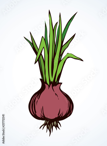 Onion. Vector drawing