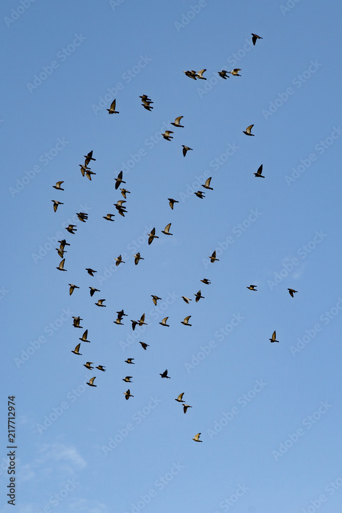 swarm of birds swarm of birds