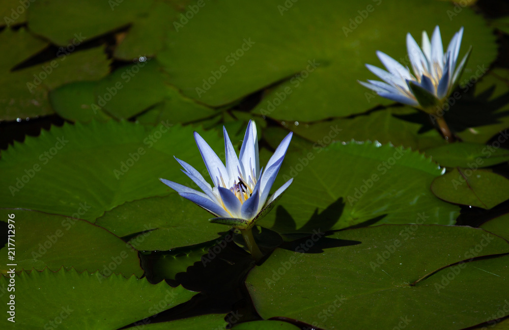 Nymphaea nouchali, or Nymphaea stellata also known as blue star water lily. Aquatic plants in Brasilia's gardens, Brazil.