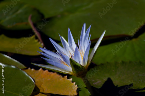 Nymphaea nouchali, or Nymphaea stellata also known as blue star water lily. Aquatic plants in Brasilia's gardens, Brazil. photo