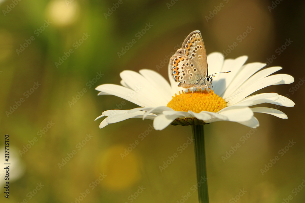 blue butterfly on Daisy