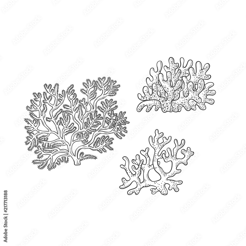 Fototapeta premium Vector sketch set corals. Three types polyps monochrome outline black illustration isolated on white background for design of tourist cards logos on marine theme.