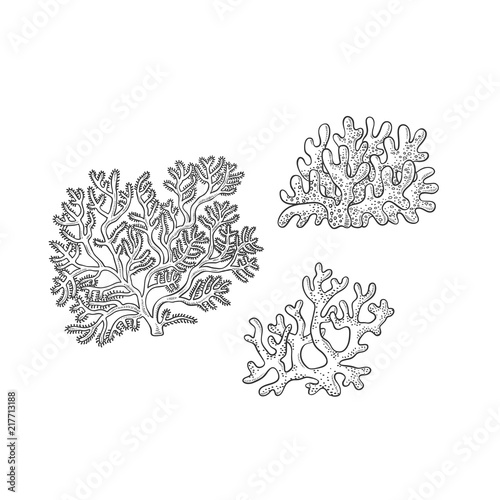 Vector sketch set corals. Three types polyps monochrome outline black illustration isolated on white background for design of tourist cards logos on marine theme.