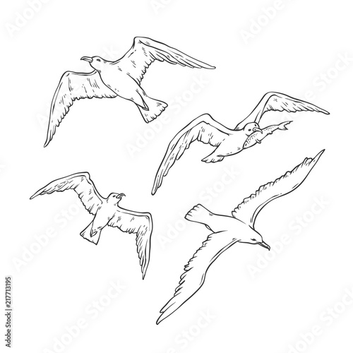 Vector sketch set flying seagulls. Bird gull angler monochrome black outline illustration isolated on white background for design of tourist cards logos on marine theme.