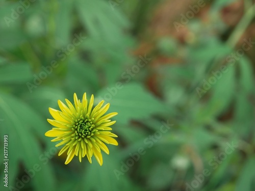 Polonne   Ukraine - 12 August 2018  Yellow flower on a green background