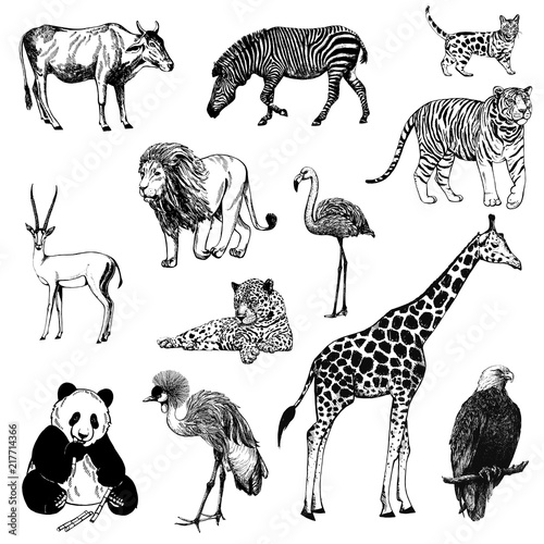 Fototapeta Naklejka Na Ścianę i Meble -  Set of hand drawn sketch style animals isolated on white background. Vector illustration.