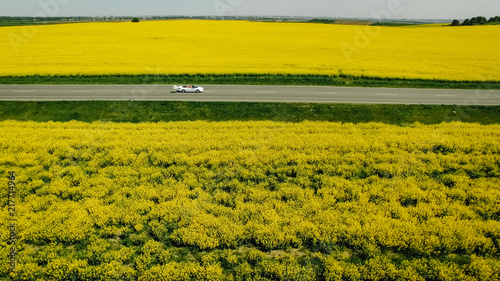 A newlywed couple is driving a convertible retro car on a country straight road for their honeymoon, rear view. Way on spring field of yellow rapes flowers, rape, canola field. © Serhii