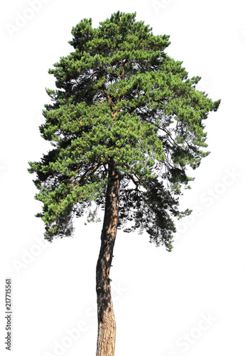 Pine tree Isolated