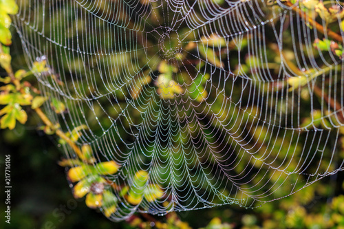 Spider web with dew drops against green plants. Abstract background
