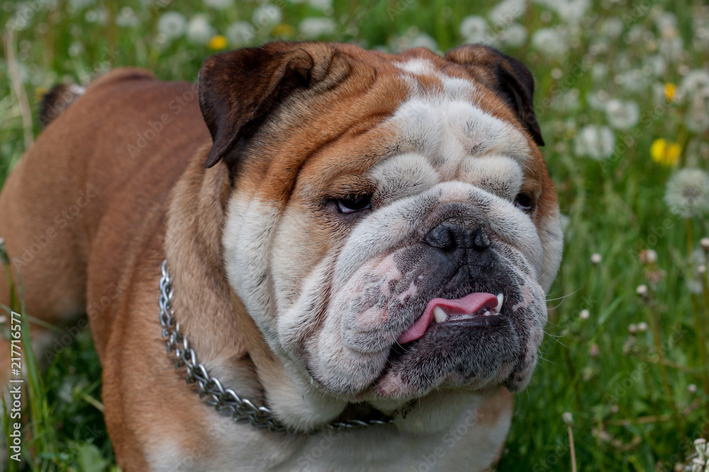 Cute english bulldog is standing on a blooming meadow. Close up.