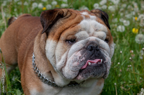 Cute english bulldog is standing on a blooming meadow. Close up. © tikhomirovsergey