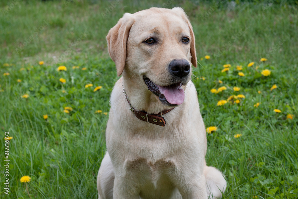 Cute labrador retriever is sitting on a spring meadow. Pet animals. Purebred dog.