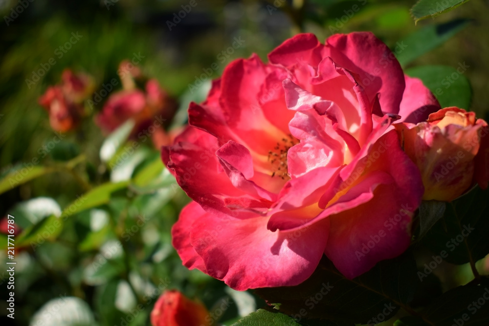 Close-up of a bright pink blooming rose in a garden