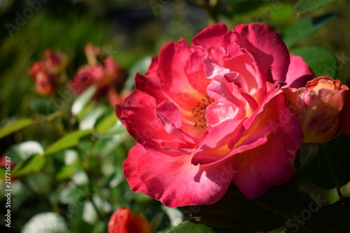 Close-up of a bright pink blooming rose in a garden