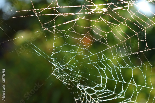 Spider web with dew drops illuminated by the sunlight on a summer day