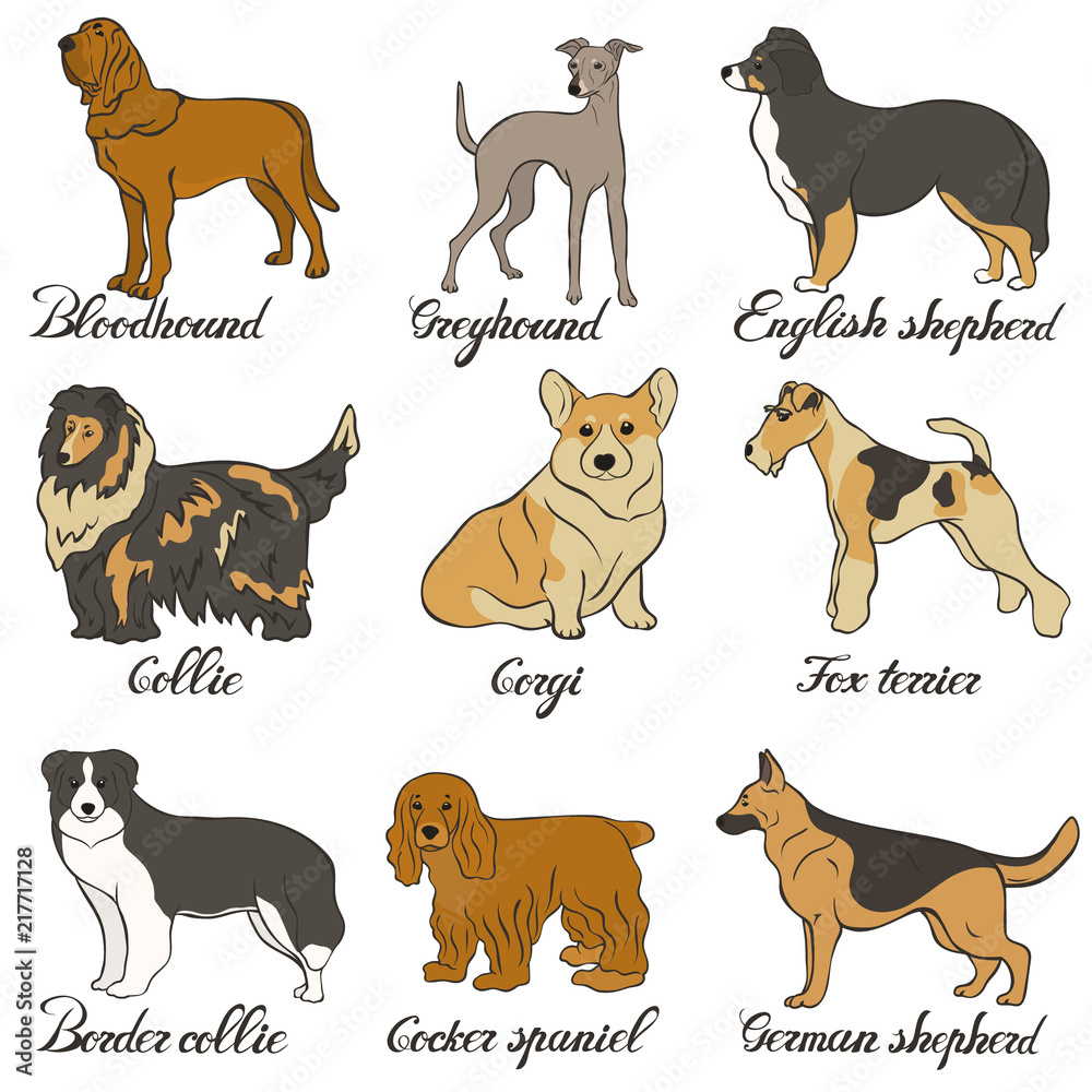 Bloodhound, collie, cocker spaniel, border collie, corgi, english shepherd, german shepherd, greyhound, shepherd, fox terrier vector dog breed set. FCI hound, terrier, sheepdogs and cattledogs.