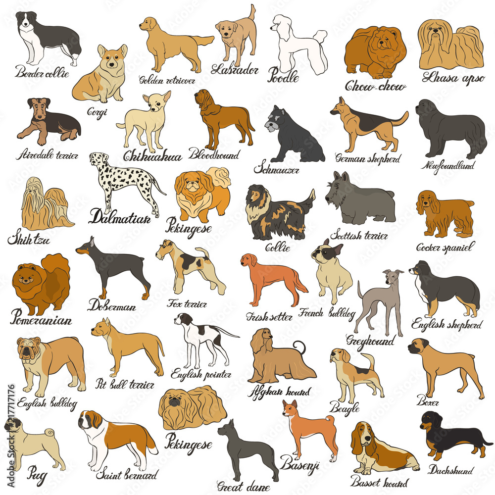 Big vector dog set. Various dog breed isolated on white. Companion, decorative and gun dog, shepherd, hound, terrier, beagle, pointer, retriever, setter, pug, pomeranian, spitz, labrador, schnauzer
