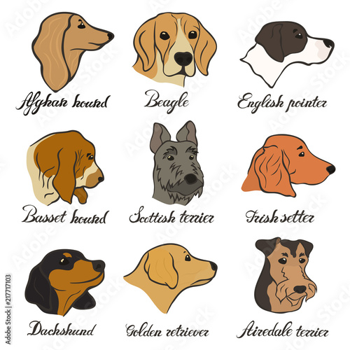 Airedale terrier outlet basset hound