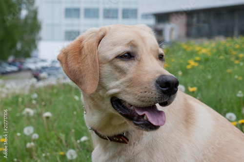 Cute labrador retriever is sitting on a blooming meadow. Pet animals.