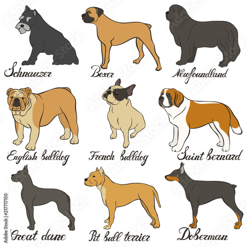 Boxer, doberman, english bulldog, french bulldog, newfoundland, pit bull terrier, saint bernard, schnauzer, great dane vector dog breed set. FCI Pinscher and Schnauzer breeds of universal appointment.