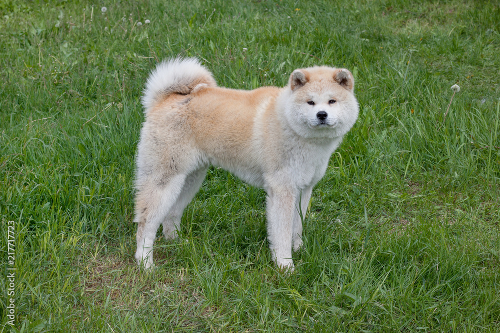 Cute akita inu is looking at the camera. Akita ken or japanese akita. Cute akita inu is looking at the camera. Akita ken or japanese akita.