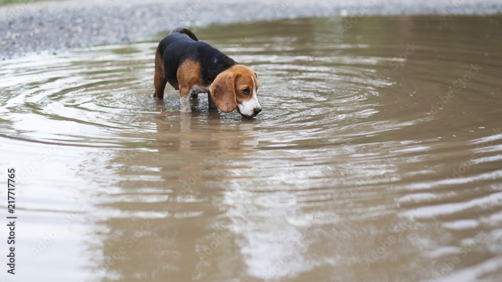 Beagle dog walking into the dirty ditch. Beagle dog walking into the dirty ditch.