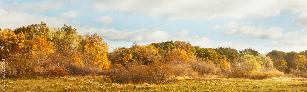 Wide panorama fall landscape with yellow trees