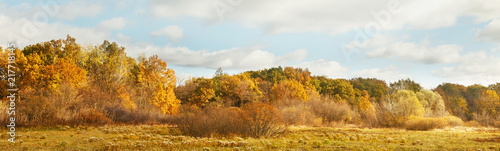 Wide panorama fall landscape with yellow trees