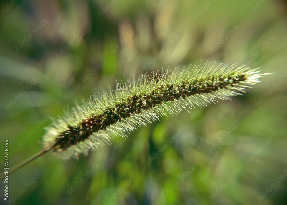 plant of barley