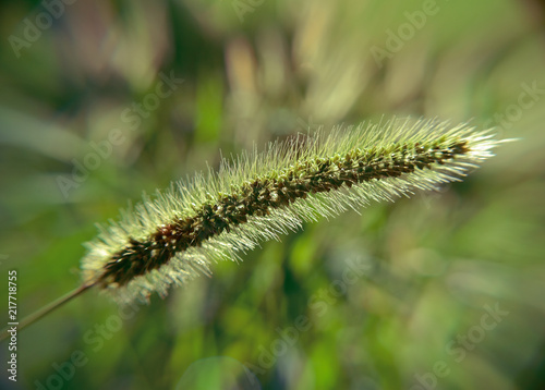 plant of barley